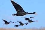 The Year of Black Swans